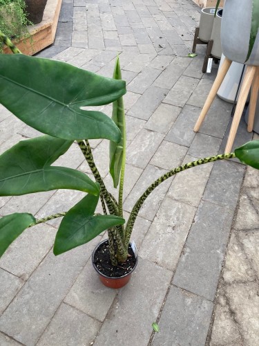 Alocasia zebrina - Oreilles d'éléphant zebrées