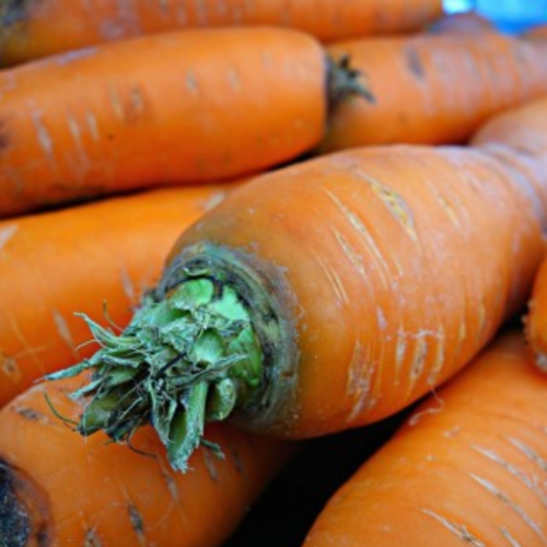 Carotte 'Danvers' - BIO - Semences