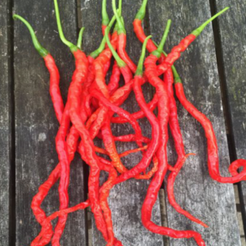 Piment fort "Mountain Thunder Longhorn" - BIO - Semences