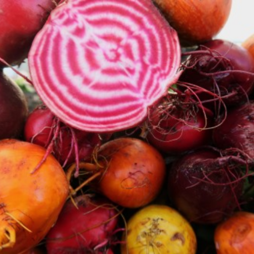 Betterave 'Biomix' - BIO - Semences