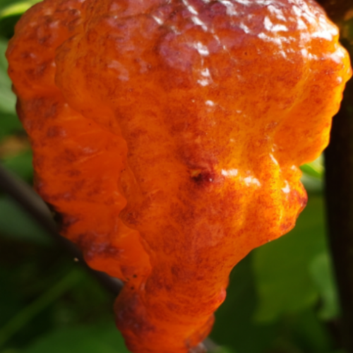 Piment Fort "Pockmark Orange" - BIO - Semences 