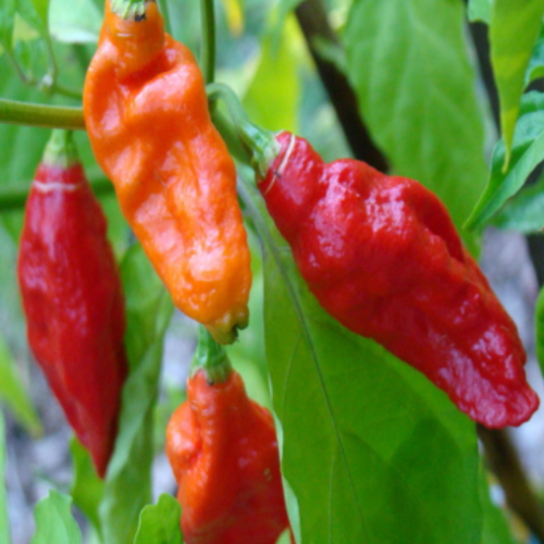 Piment Fort "Bhut Jolokia  Ghost" - BIO - Semences