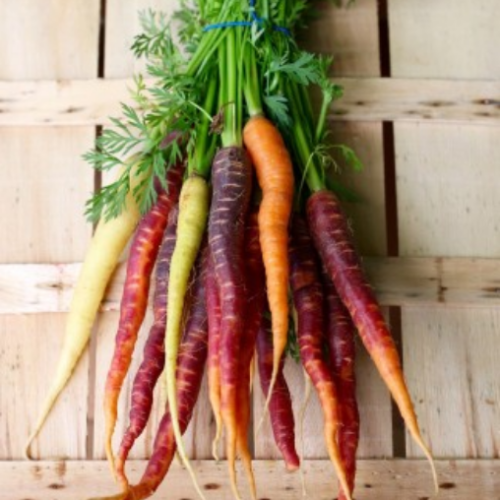 Carotte 'Rainbow Mix' - BIO - Semences