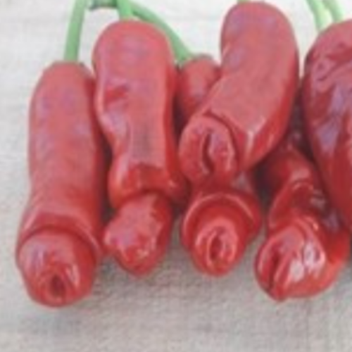 Piment Fort "Peter Pepper Rouge" - BIO - Semences