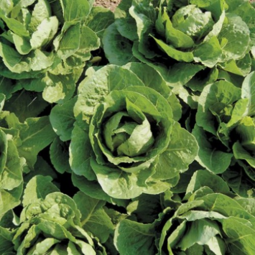 Laitue romaine bio 'Coastal Star' - BIO - Semences