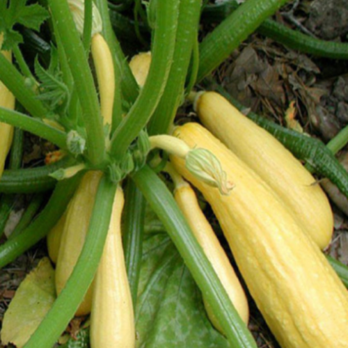 Zucchini jaune 'crookneck'- BIO - Semences