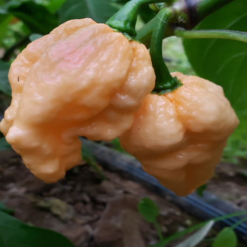 Piment Fort "Pockmark Peach" - BIO - Semences