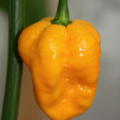 Piment fort "7 Pot" jaune - BIO - Semences