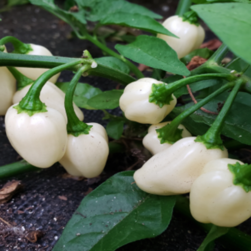 Piment fort  "Habanero Mini-blanc" - BIO - Semences