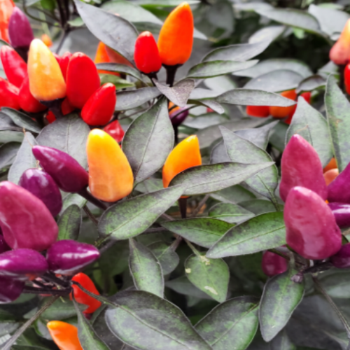 Piment Fort "Explosive Ember" - BIO - Semences