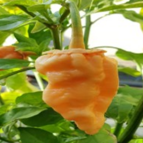 Piment fort "Bleeding Jigsaw" - BIO - Semences