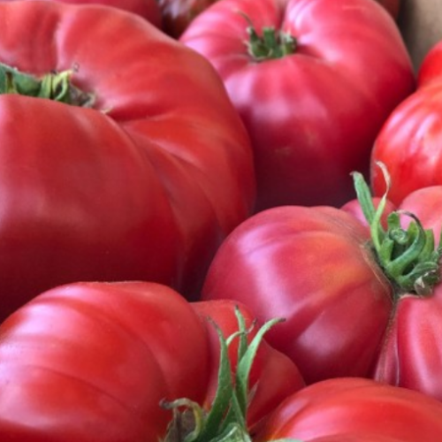 Tomate rose 'Brandywine Sudduth' - BIO - Semences