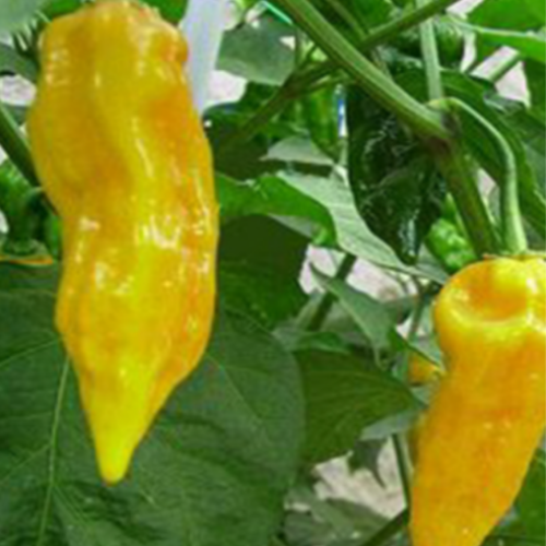 Piment fort "Bhut Jolokia Ghost" jaune - BIO - Semences