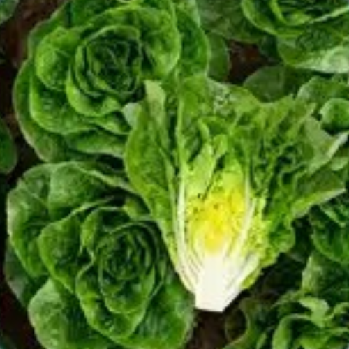 Laitue mini romaine verte Xalbadora - Bio -Semences 