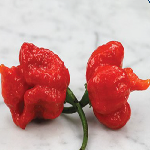 Piment Fort "Trinidad Scorpion Rouge" - BIO - Semences