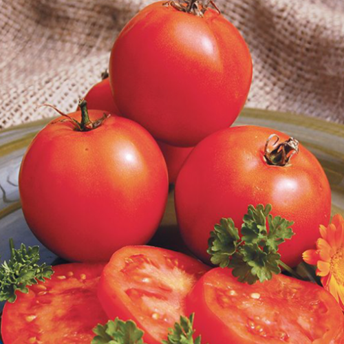 Tomate rouge 'Mountain Princess' - BIO - Semences