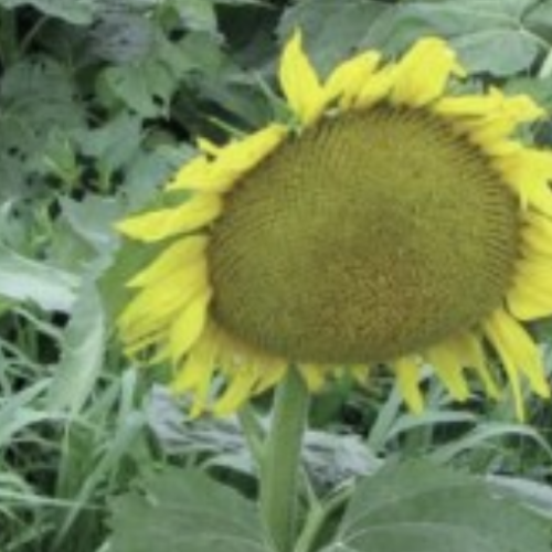Tournesol Géant - Semences