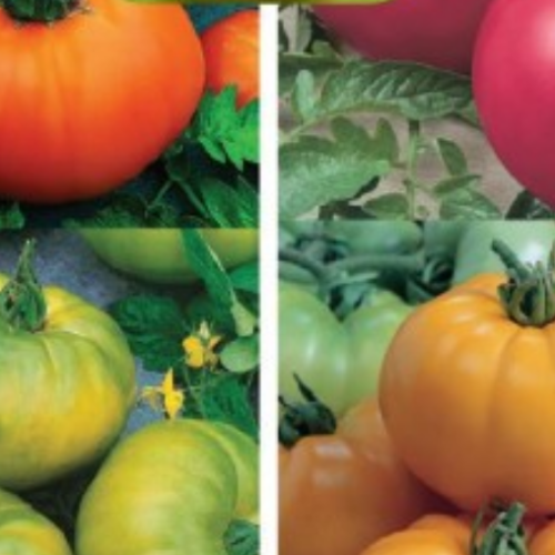 Tomate "Chef's Choice mélange" - Semences