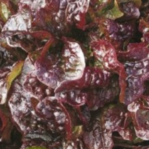Laitue feuille de chêne rouge 'cantarix' - Semences