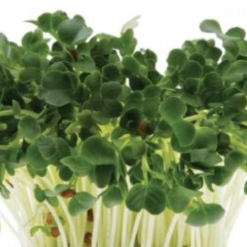 Germe radis daikon - Semences