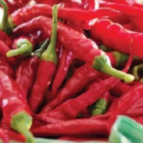 Piment fort Cayenne - Semences