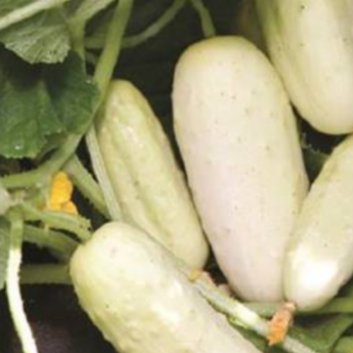 Concombre 'Martini Blanc' - Semences