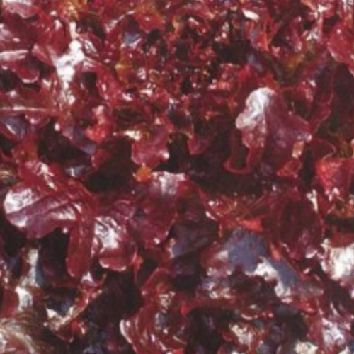 Laitue feuille de chêne rouge - Semences