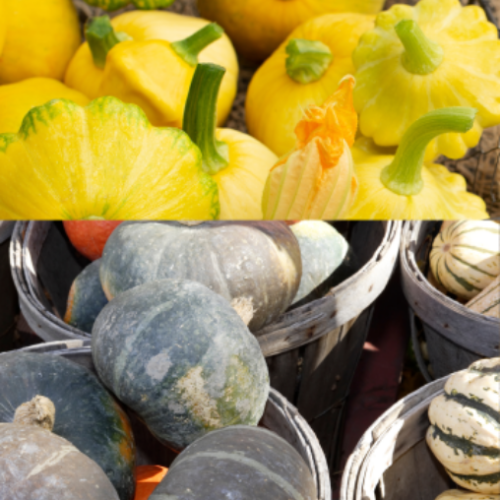 Courge mélange potager - Semences