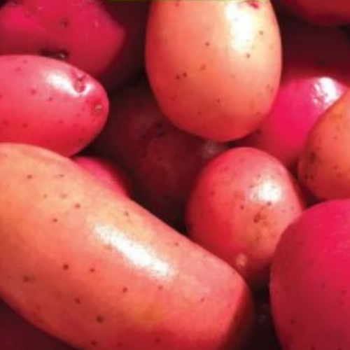 Pomme de terre "Clancy" - Semences