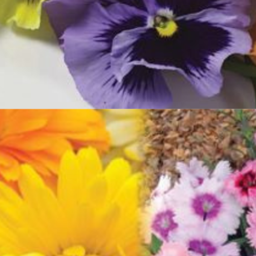 Collection Fleurs Comestibles - Semences