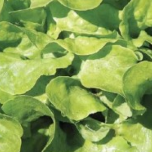 Laitue feuille de chêne verte panisse - Semences