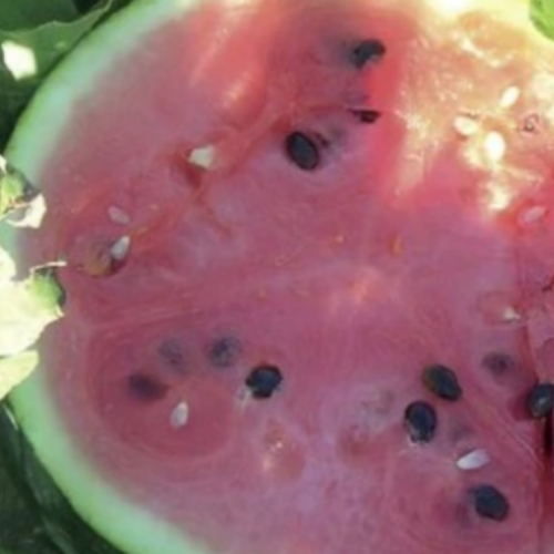 Melon d'eau Sugar Baby - Semences
