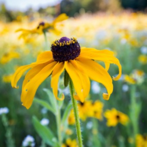 Rudbeckia tardive-Semences