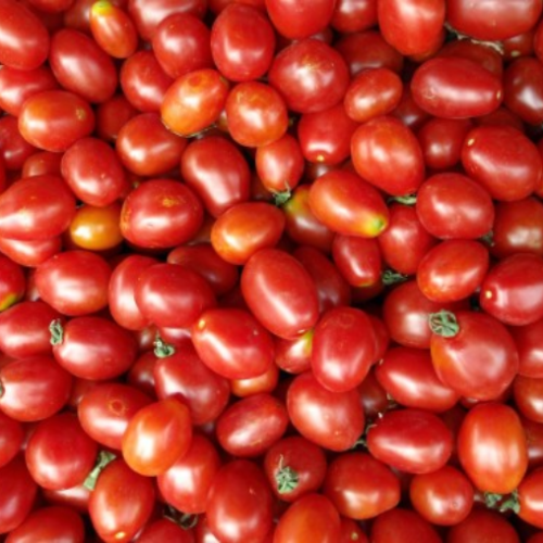 Tomate principe Borghese -Semences
