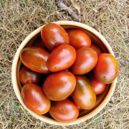 Tomate prune noire -Semences