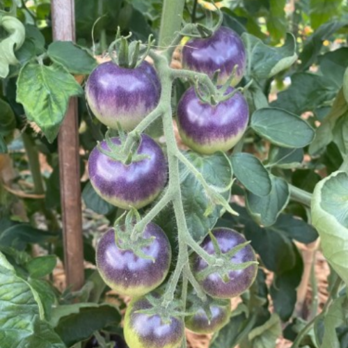 Tomate cerise Blueberry-Semences
