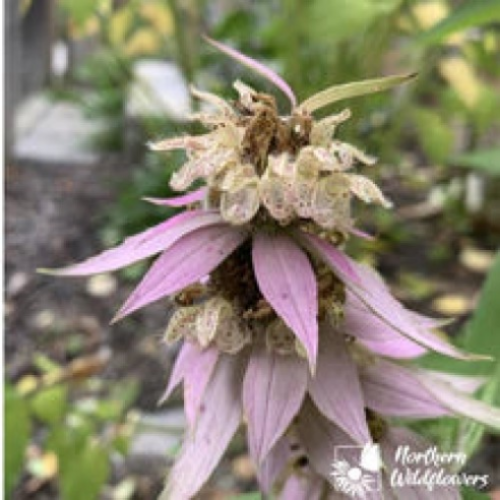 Monarde ponctuée - Semences