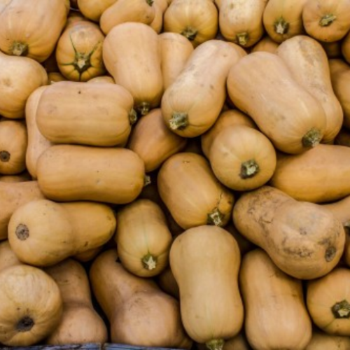 Courge musquée 'Brûlée' -Semences