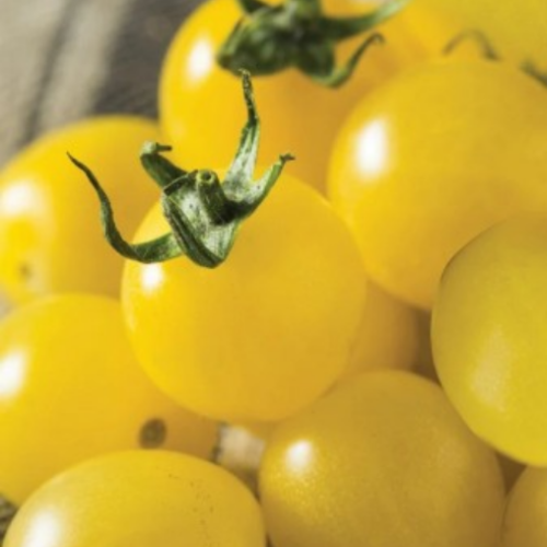 Tomate 'Chardonnay Napa' - Semences