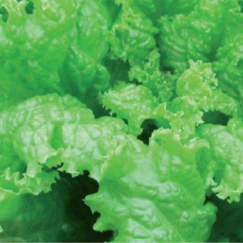 Laitue frisée verte - Semences