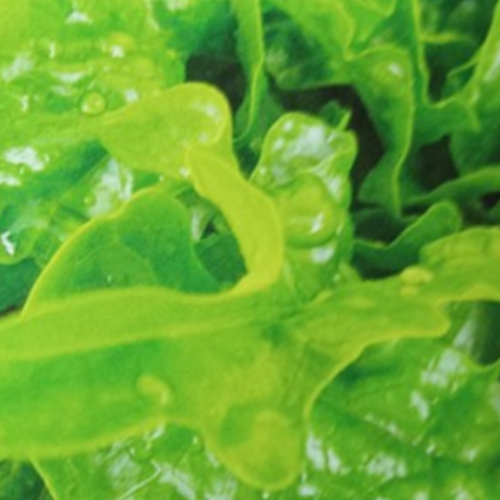 Laitue Feuille de chêne verte - Semences