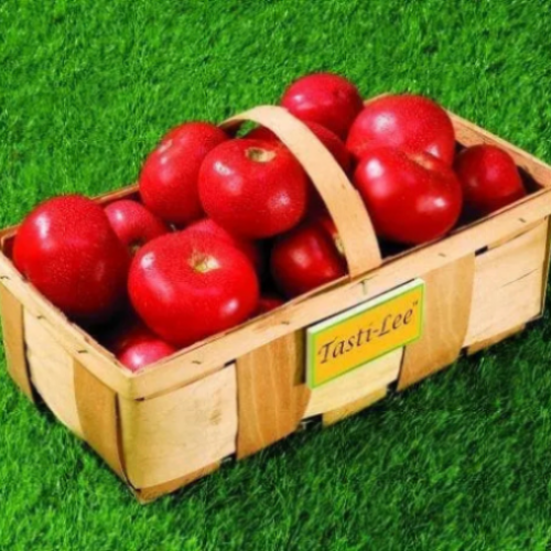 Tomate Tasti-Lee - Semences