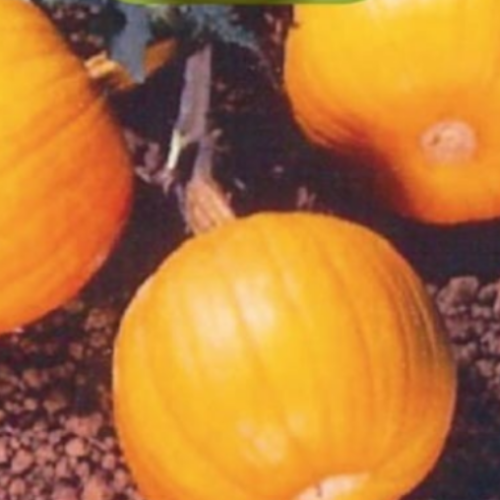 Citrouille miniature - Semences