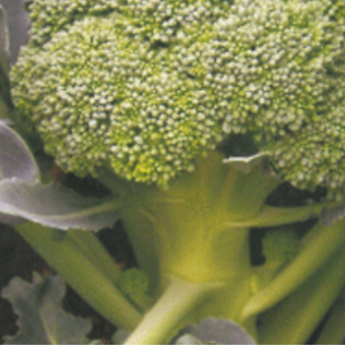 Brocoli - Semences