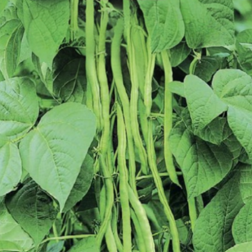 Haricot vert grimpant - Semences