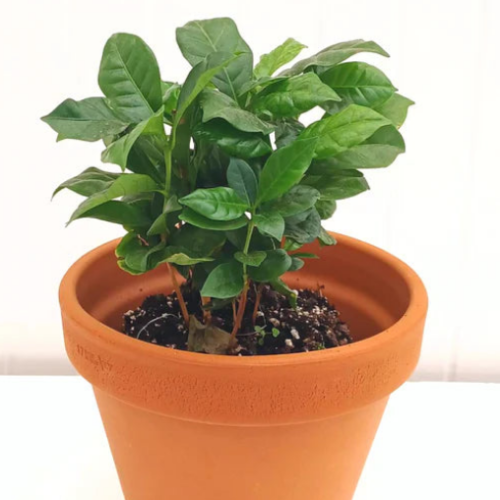  Coffea 'Arabica'- Semences