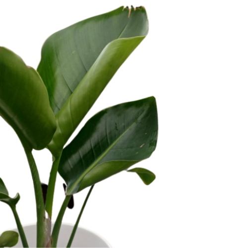Strelitzia 'Nicolai Green' - Semences