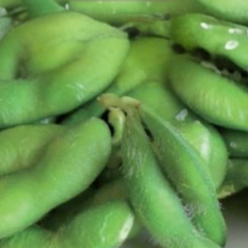 Soya 'Edamame' - Semences