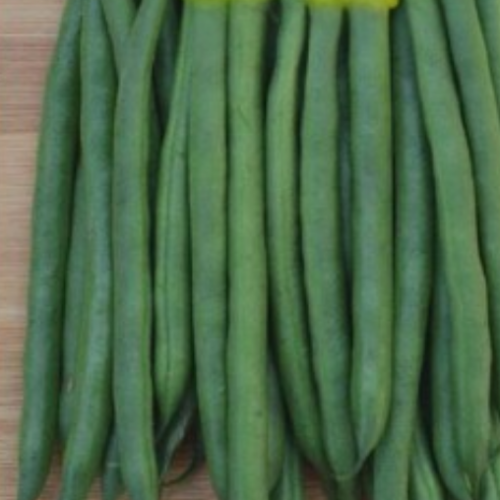 Haricot Vert 'Strike' - Semences