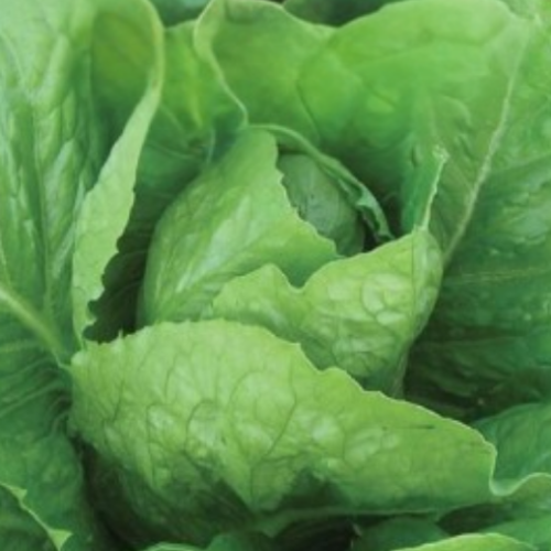 Laitue romaine - Semences